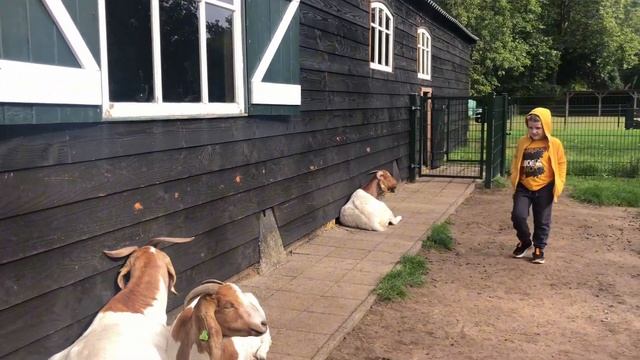 Гуляем на детской ферме в Нидерландах . смотреть онлайн