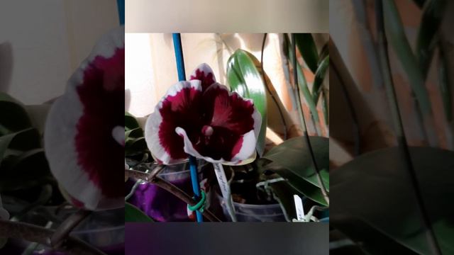 Phal. Fusheng black peacock смотреть онлайн
