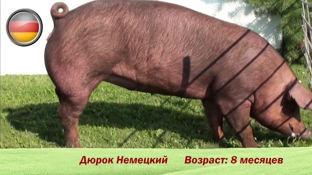 Племенные свиньи породы "Дюрок" смотреть онлайн