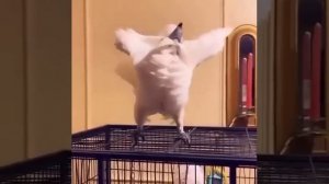 Попугай танцует.mp4