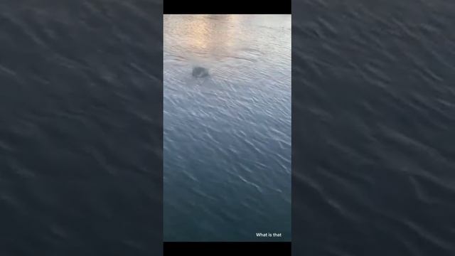 Они Поймали Самую Большую Рыбу в Мире смотреть онлайн