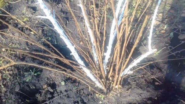 Размножение ВОЙЛОЧНОЙ ВИШНИ делением куста 05 11 2018г смотреть онлайн