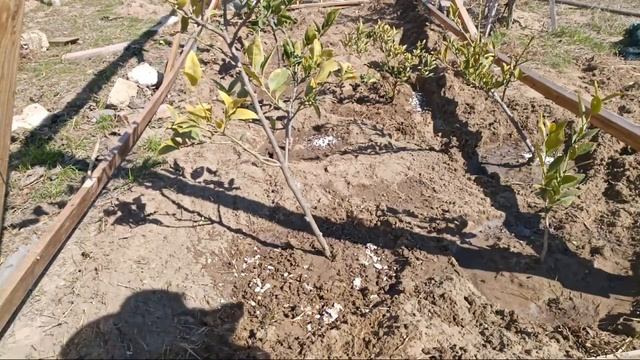 Удобрения для цитрусовых смотреть онлайн