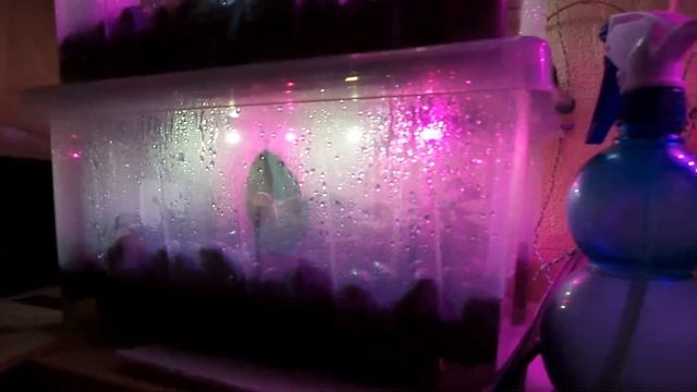 Разводня на Дому "Grow Box" смотреть онлайн