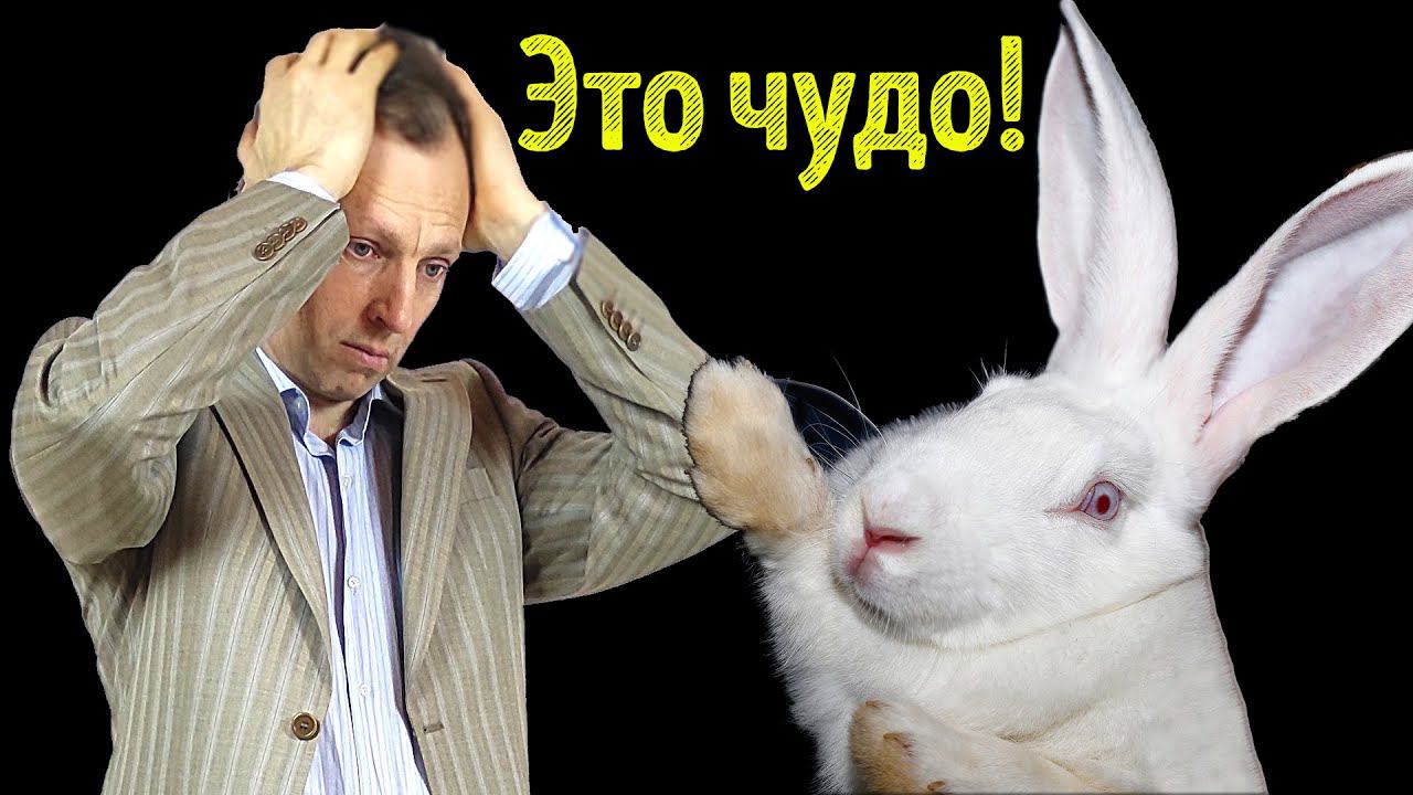 Я называю это "чудесным спасением"! смотреть онлайн