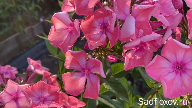 Флокс Валентина Гаганова в моем саду смотреть онлайн