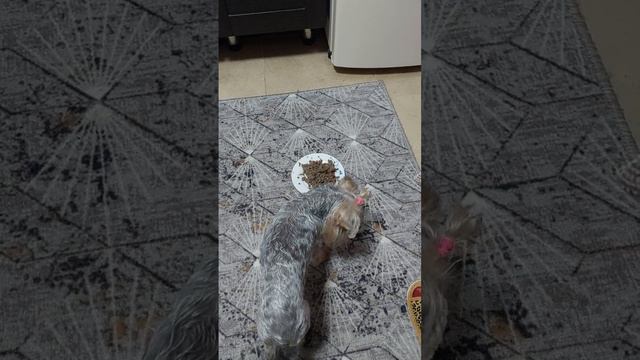 Ура! Меняем малыми шагами пищевое поведение!!!! #йорк #питание смотреть онлайн