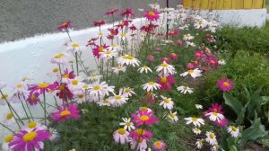 Пиретрум на моем участке