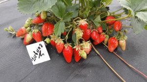 Дивная - клубника, описание сорта (Российский сорт)