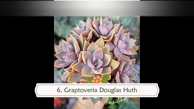 TOP 10 SUCULENTAS ROSADAS смотреть онлайн