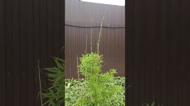 как быстро растет бамбук, красота, дождалась ??? ? 29.05.2023г. смотреть онлайн