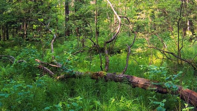 Spring Forest Sounds and Relaxing Bird Singing for Sleeping - 6 hours смотреть онлайн
