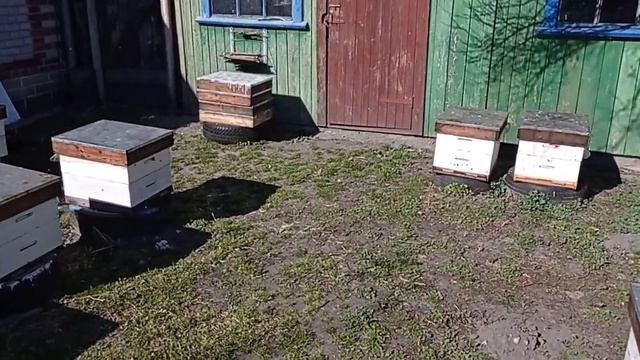 23 Марта 2022 года. Температура - плюс 17 С. Цветет ива - бредина. смотреть онлайн