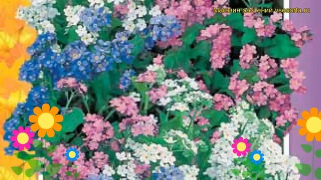 Незабудка садовая Смесь. Краткий обзор, описание характеристик myosotis alpestris Golubaya смотреть онлайн