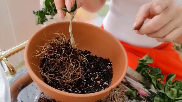 Пересадка хои. Готовим субстрат для пересадки. Хойя Аустрализ Лиза. Хойя Белла. Хойя Компакта.