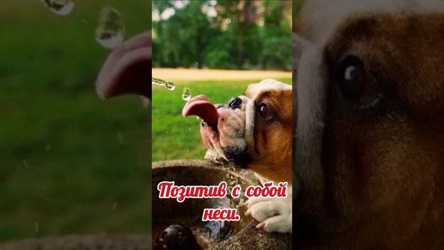 1 апреля - День смеха. Прикольное поздравление с 1 апреля. смотреть онлайн