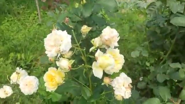 Роза Нельсон монфорт смотреть онлайн