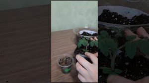 Перевалка томата в больший объём грунта.