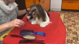 Выставочный груминг бивер Йорка?