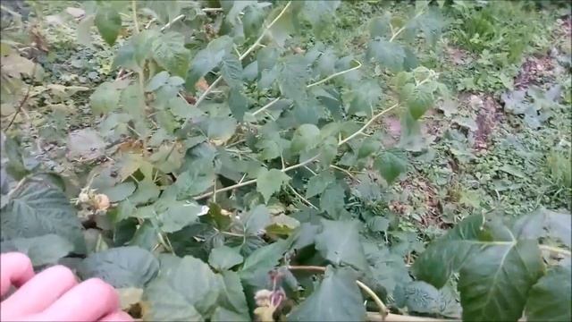 Сорт ремонтантной малины "Золотые купола" смотреть онлайн