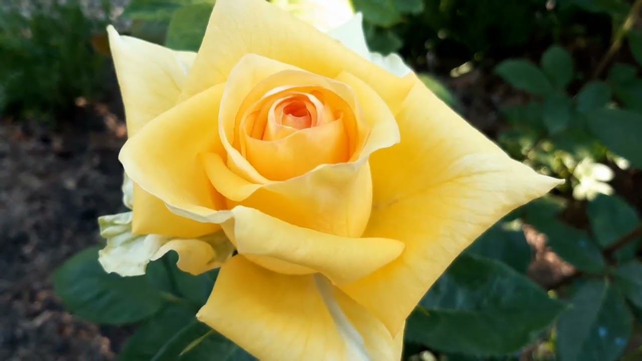 12 06 2022 Розы в моем саду и музыка смотреть онлайн