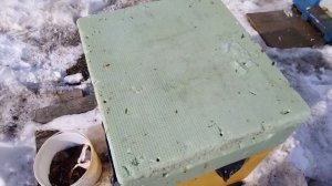 Сироп с перцем для пчёл