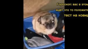 Подборка мемов с танцующим мопсом #1