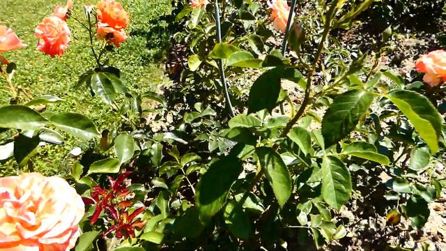 Floribunda Hocus Pocus Kordana Kordes Rosengarten Pitten Rosen Sorten Rosarium Niederösterreich fz8 смотреть онлайн