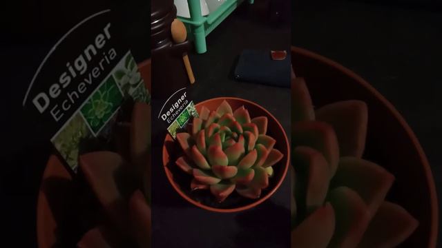 Echeveria Pink succulent plant of Kurdapya kurdapya in Australia смотреть онлайн