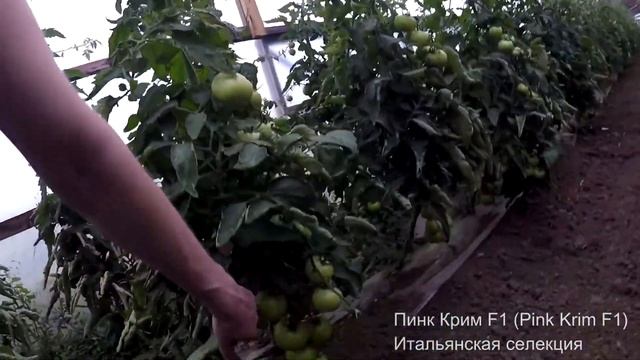 Розовый томат Пинк Крим F1. Приехал в гости смотреть онлайн