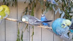 видео для попугая | учим попугая говорить Как дела? По-тихонечку