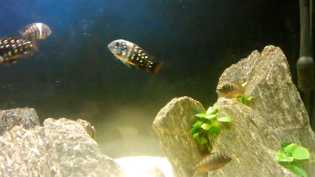 RED MOLIRO VS DUBOISI HALEMBE TRAINING смотреть онлайн