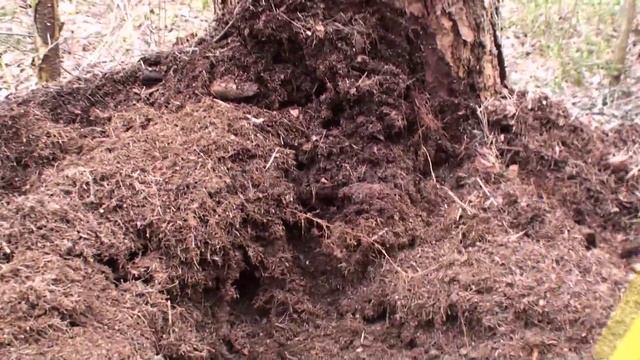 Уборка муравейника с участка смотреть онлайн