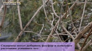 Фосфор в Натуральных Удобрениях - Как Повысить Усвояемость Фосфора