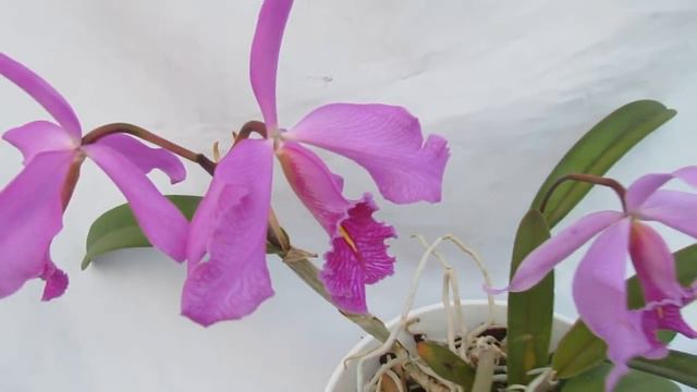 Cattleya maxima смотреть онлайн