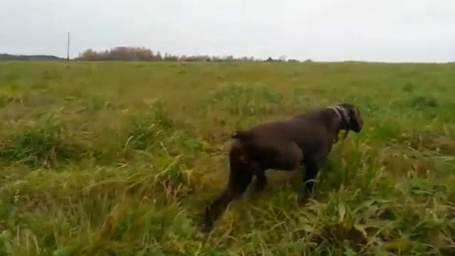 15 февраля 2017 г. смотреть онлайн