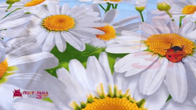 Комплект бязь (ГОСТ) "Воздушные ромашки" смотреть онлайн