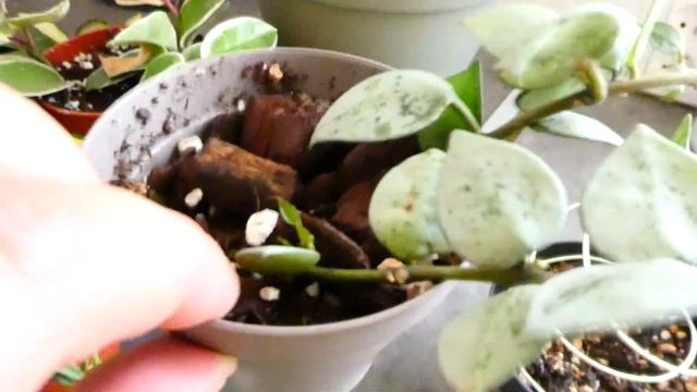 🌿VLOG :bouturage De Pothos , Forte Chaleur , Achat Plante