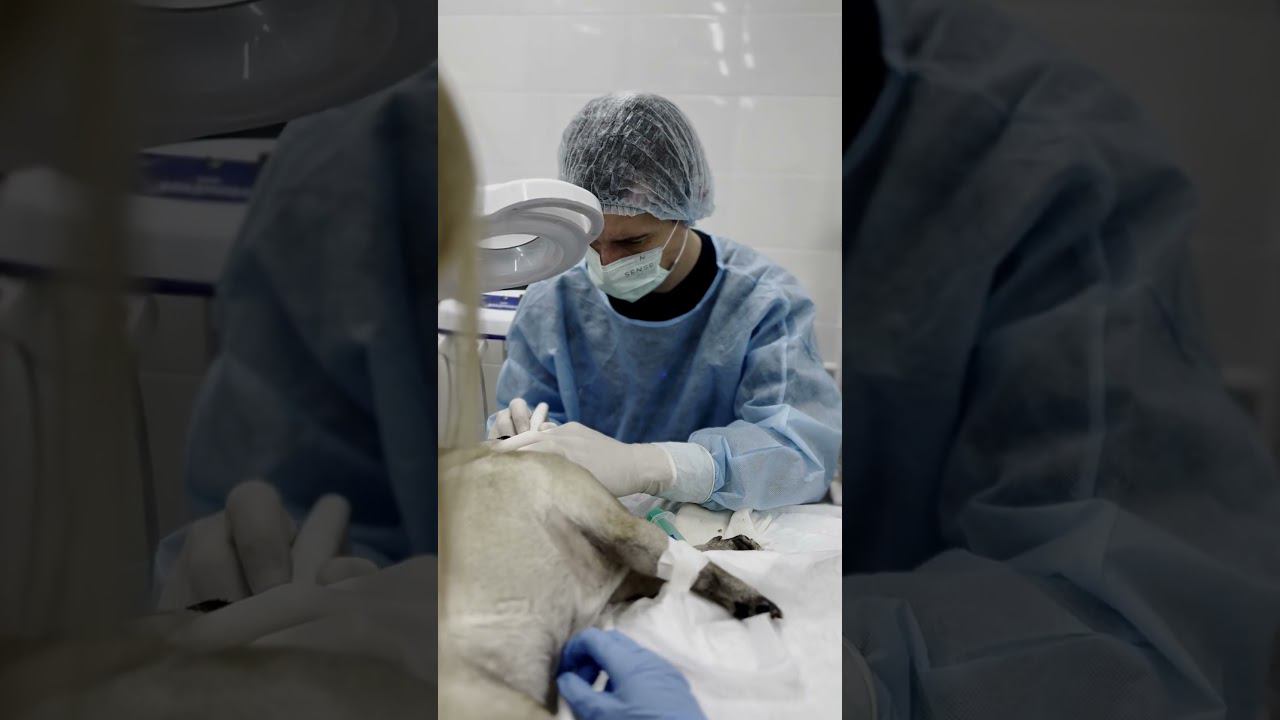 Я ветеринарный врач, и я люблю свою работу #ветеринария #животные #призвание #помощь смотреть онлайн