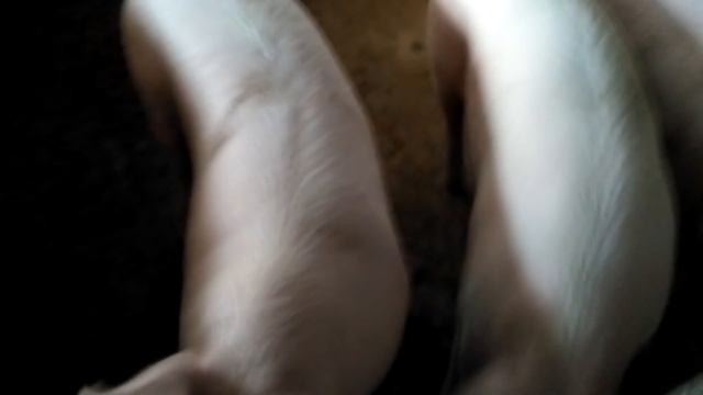 ПОЧЕМУ ПЛОХО РАСТУТ СВИНЬИ!!!