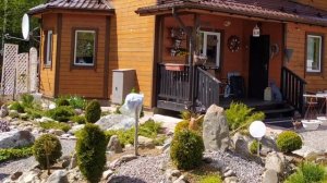 Ива ползучая Armando на штамбе.