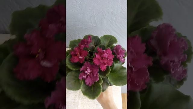 Фиалка ЛЕ-Взбитые сливки спорт смотреть онлайн