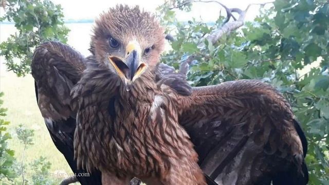 Притча "Как орлица выбирает папу своих детей" смотреть онлайн