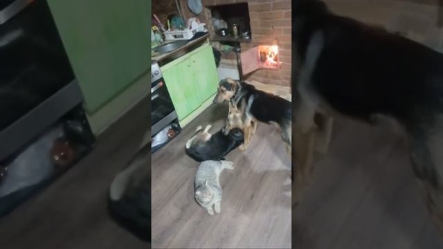 Деревня Простоквашино Вас приветствует! смотреть онлайн