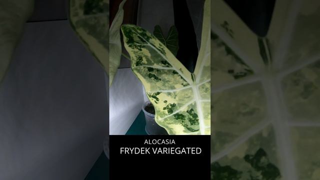 Alocasia Frydek Variegated - 5 day timelapse смотреть онлайн