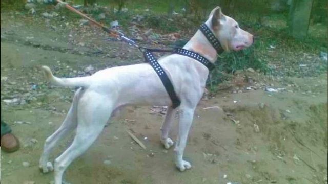 Gull Terrier Dog Breed - Facts and Information смотреть онлайн