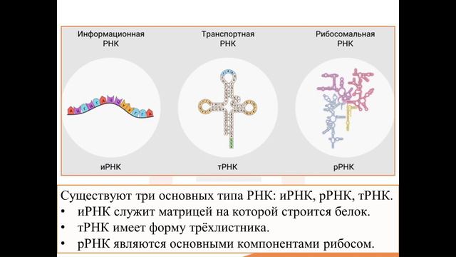 2. Молекулярные основы наследственности смотреть онлайн