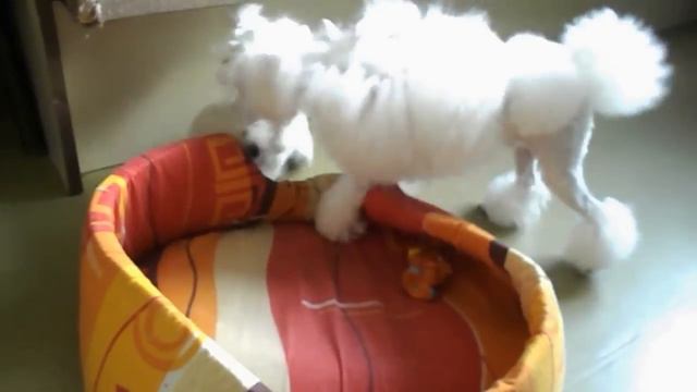 Маня играет с Елкой смотреть онлайн