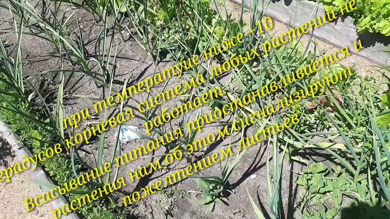 Желтеет лук, чеснок очень рано. Почему?