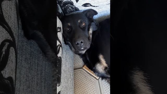 Приколы с животными, Краснодар смотреть онлайн